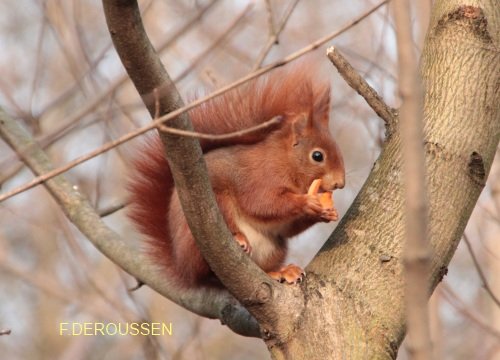 20110131sciurusvulgarisvincennesfderoussen.jpg